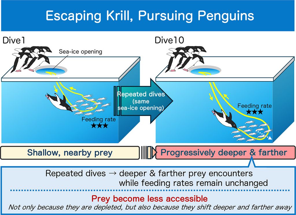 Schematic illustration showing how repeated dives from shared sea-ice openings lead penguins to encounter krill progressively deeper and farther beneath Antarctic sea ice while feeding rates remain unchanged. The results are consistent with reduced prey accessibility through repeated prey displacement, contributing to functional prey depletion.
Image credit: Hina T. Watanabe, NIPR