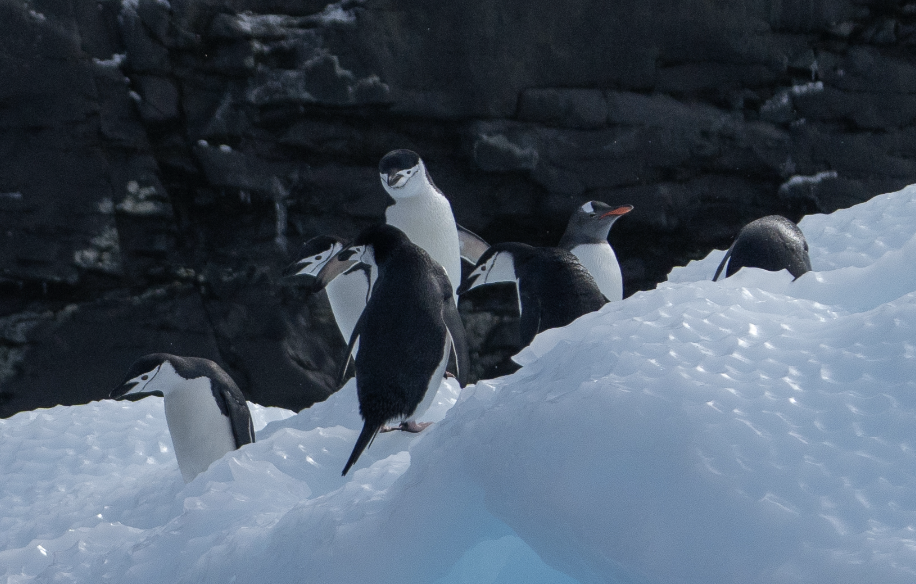 AI Monitors Chinstrap Penguins In Antarctica