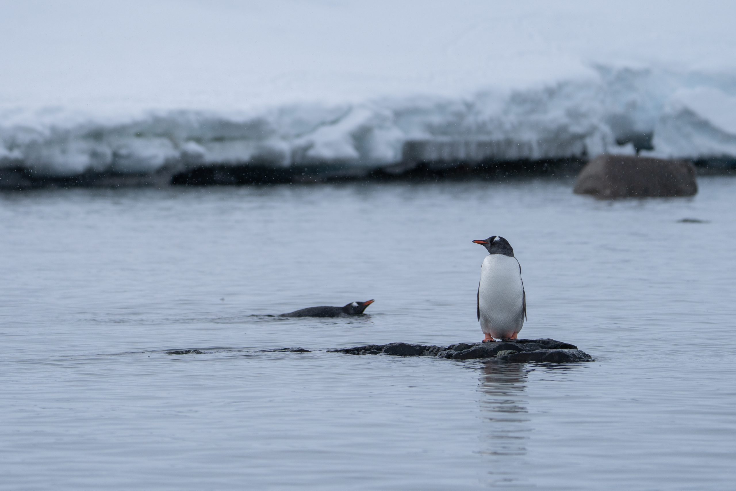 Australia Hosts International Penguin Conservation Conference (IPC12)