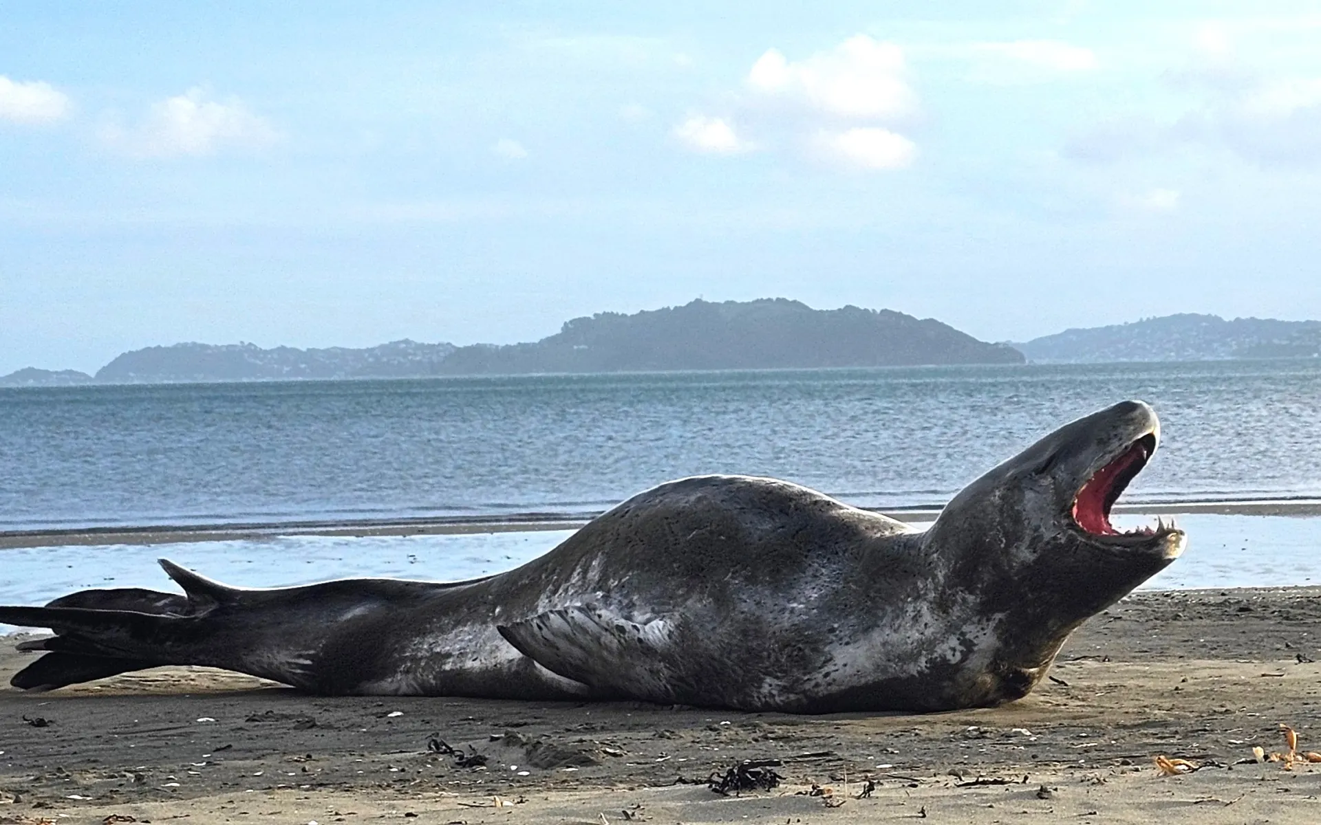 Leopard Seal visited New Zealand beach in Wellington.
