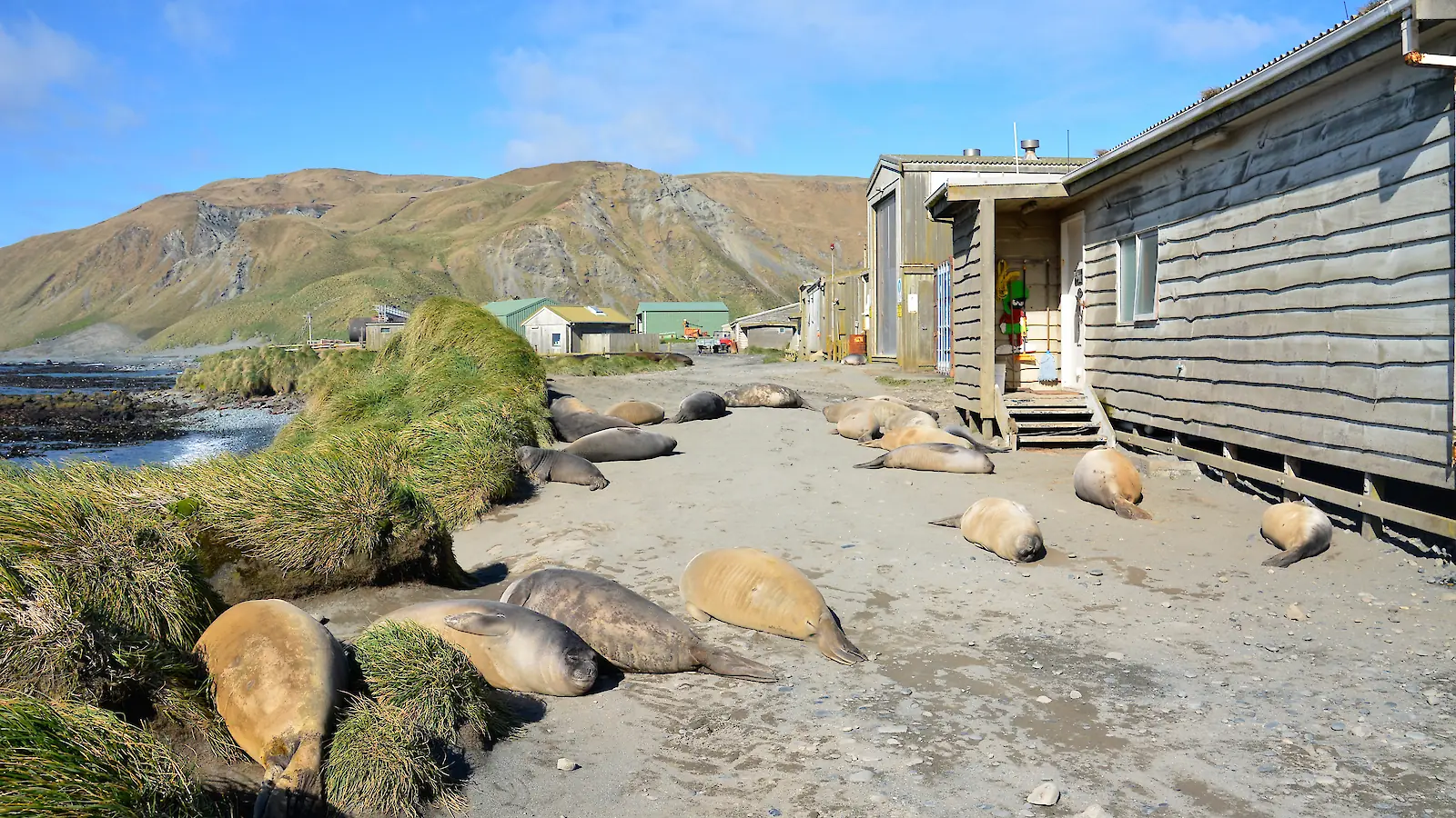 Australia Evacuates Antarctic Island Over Bird Flu